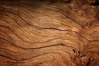 Le robinier, un bois local durable à utiliser sans modération
