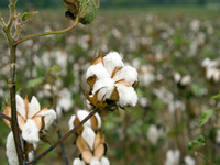 La laine de coton