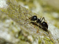 Comment lutter contre les fourmis