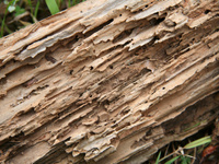 Dossier le traitement du bois : les ennemis du bois