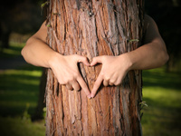 Dossier le traitement du bois : le traitement curatif