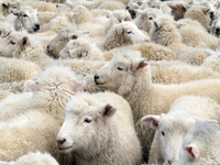 Dossier les isolants écologiques : la laine de mouton