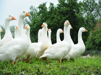 Dossier les isolants écologiques : les plumes de canard-oie