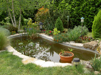 Un bassin dans mon jardin