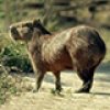 avatar - Capybara