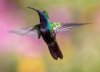 avatar - colibri