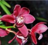 avatar - orchidée